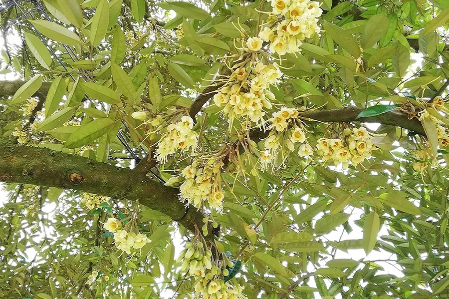 Hoa sầu riêng