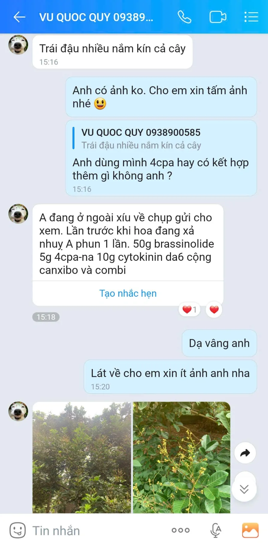 Chôm chôm Thái đậu chi chít