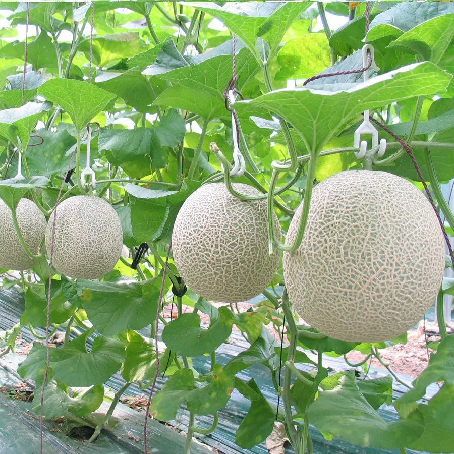 Dưa lưới giá bao nhiêu 1 kg trên thị trường? - Fujifruit