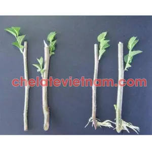 Auxin IAA 99% (3-Indole acetic acid) Chất kích thích ra rễ