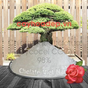 Chlormequat clorua, Cycocel CCC  98% (Ức chế sinh trưởng, tạo dáng hoàn hảo)