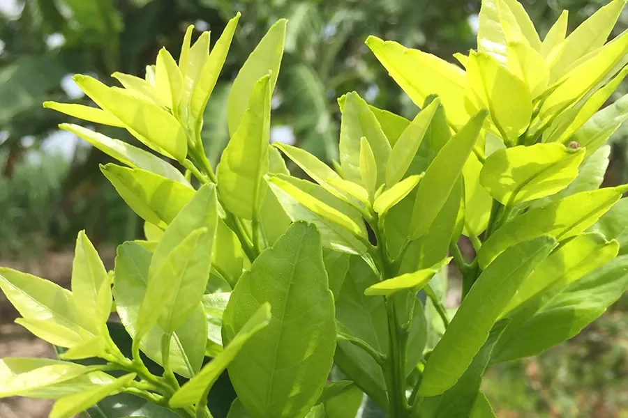 Mầm cây cam