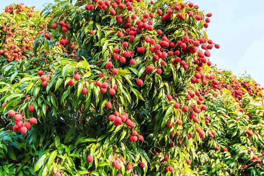 cây vải - lychees
