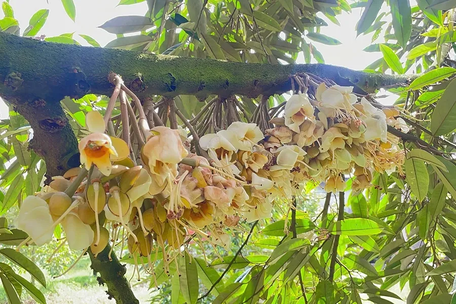 Sầu riêng xổ nhụy