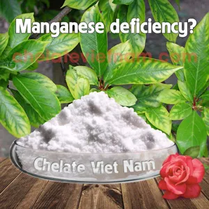 Vi lượng Mangan Chelate (Mn-EDTA-13) tan hoàn toàn trong nước