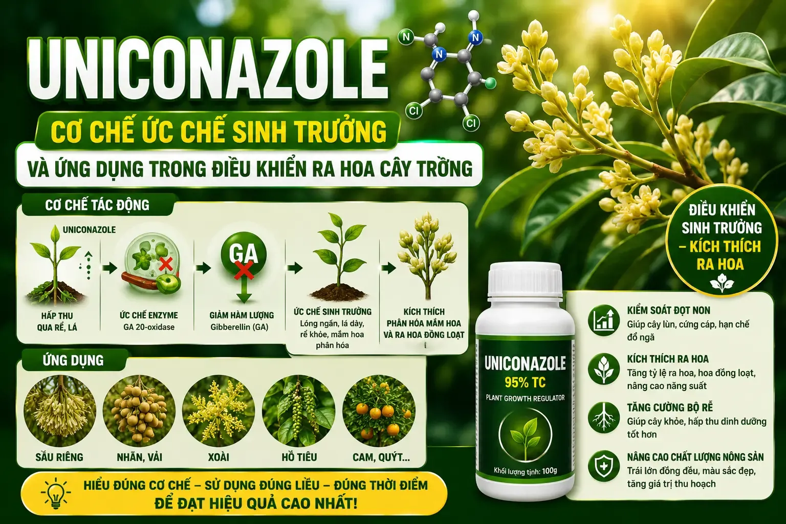 Uniconazole cơ chế ức chế sinh trưởng