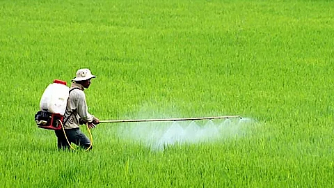 Lưu ý khi phun thuốc bảo vệ thực vật - Báo Nam Định điện tử