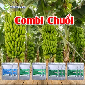 COMBO COMBI 06: VI LƯỢNG CHUYÊN CHUỐI