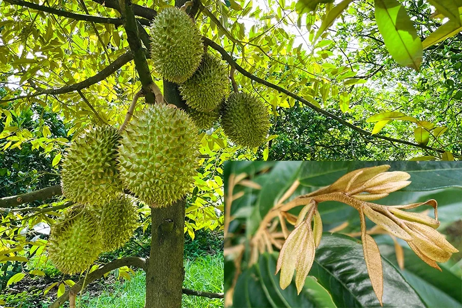 Quản lý đọt sầu riêng giai đoạn mang trái mùa mưa