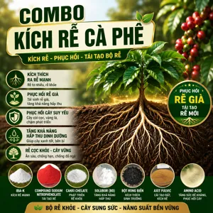 COMBO KÍCH RỄ CÀ PHÊ: Tái sinh rễ già, kích mạnh rễ tơ, phục hồi cây suy yếu