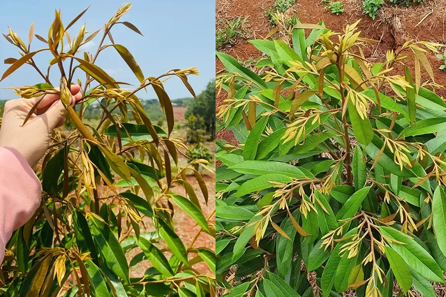 Đọt sầu riêng