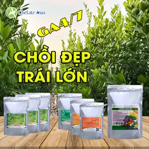 COMBO QUẤT (TẮC) GA4-7 - Bật đọt, chồi cao mập, nuôi tán, giữ trái chuẩn Tết