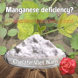 Vi lượng Mangan Chelate (Mn-EDTA-13) tan hoàn toàn trong nước