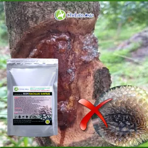 BIO-DVS (Bacillus + streptomyces) chế phẩm sinh học bảo vệ rễ, phòng bệnh, tăng sức đề kháng cho cây trồng