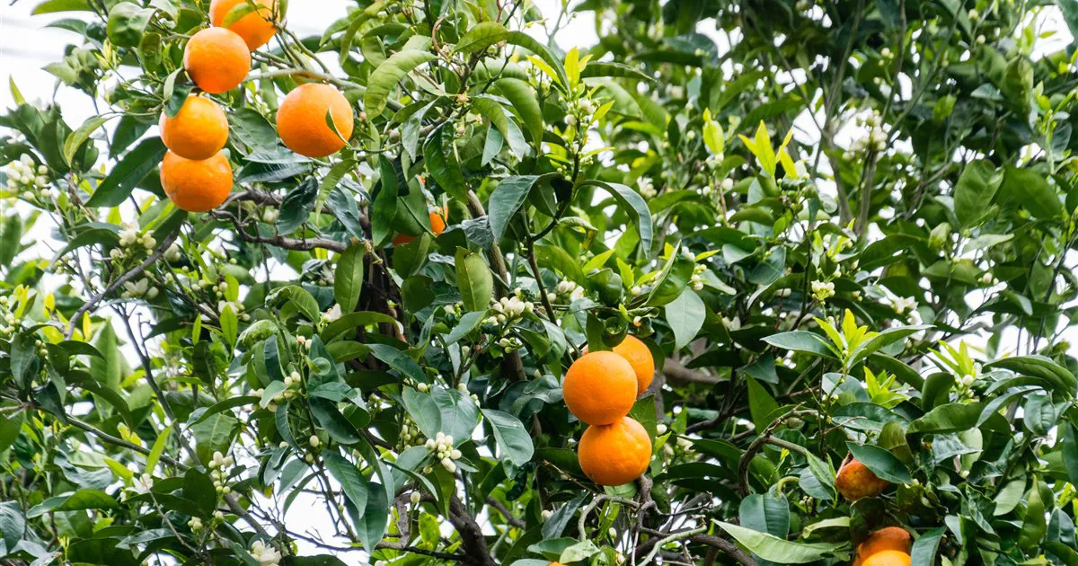 Cây cam đang ra nụ và hoa trắng, trên cành còn trái chín