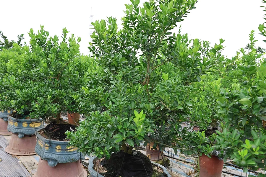 Chồi quất vươn khỏe