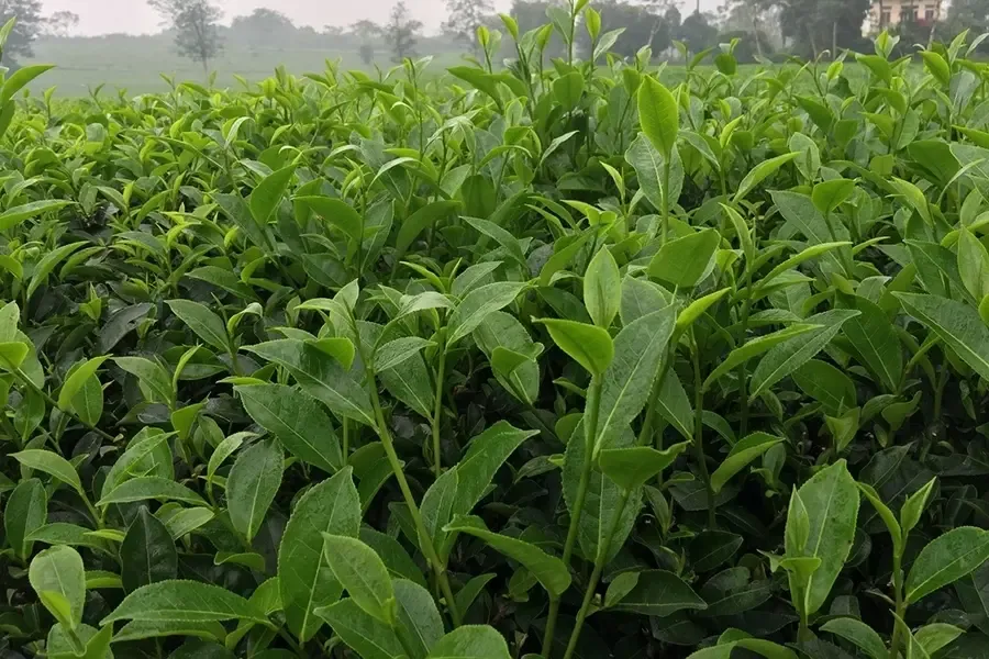 GA3 với Brassinolide kết hợp