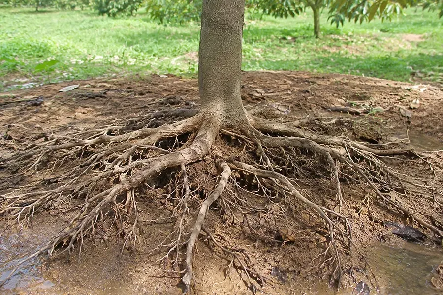 Bio DVS giải pháp bảo vệ bộ rễ