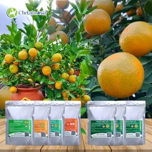 COMBO QUẤT (TẮC), CÂY CÓ MÚI: TRÁI ĐẸP, LỘC SUNG, TÁN XUM
