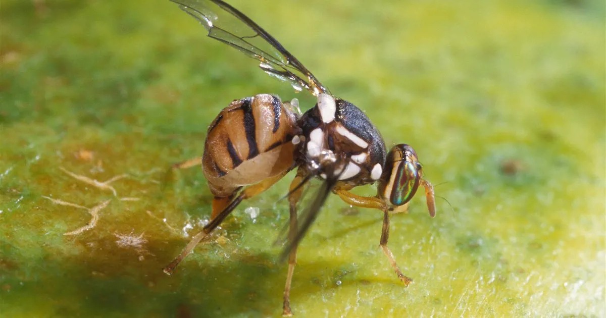 Ruồi vàng đục trái Bactrocera dorsalis cái đang chích đẻ trứng vào vỏ trái