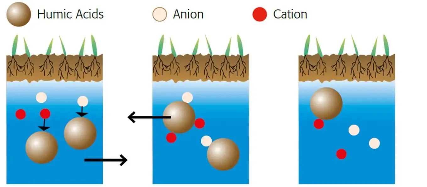 Axit humic giảm tác động của độ mặn