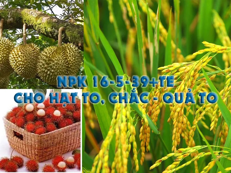 NPK 16-5-39+TE Phân bón lá - Hạt to, chắc, Trái to