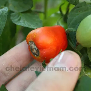 Canxi Chelate (Ca-EDTA-10) tan hoàn toàn trong nước