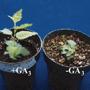Gibberellic Acid 90% (GA3) nguyên chất