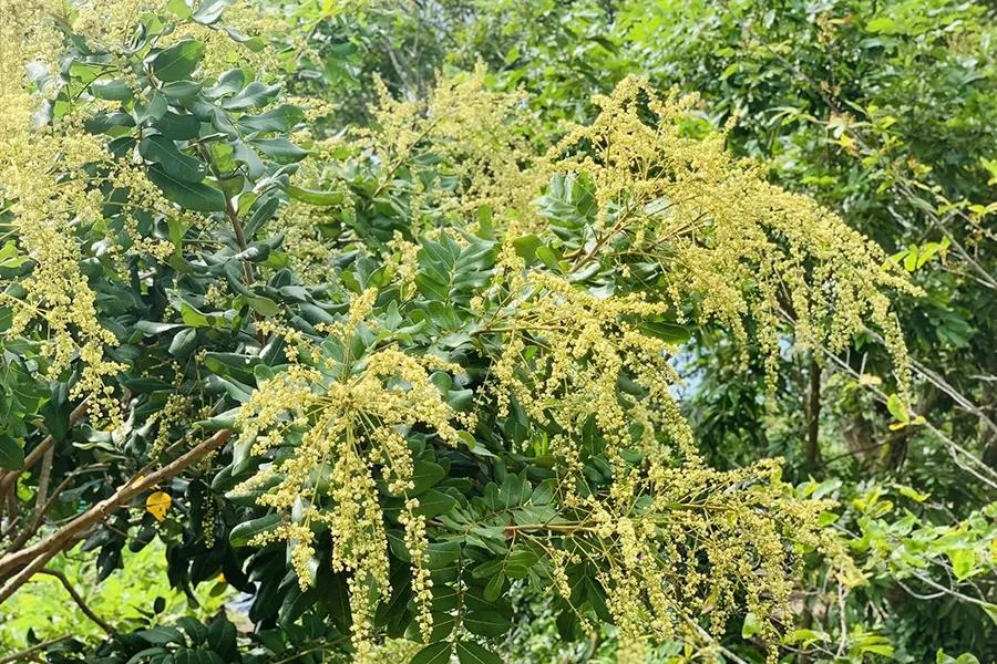 Thụ phân ở cây tròng khi nào là tốt nhất