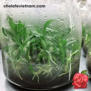 Cytokinin Kinetin 99% (Kích rễ, kích chồi, bật lộc...)