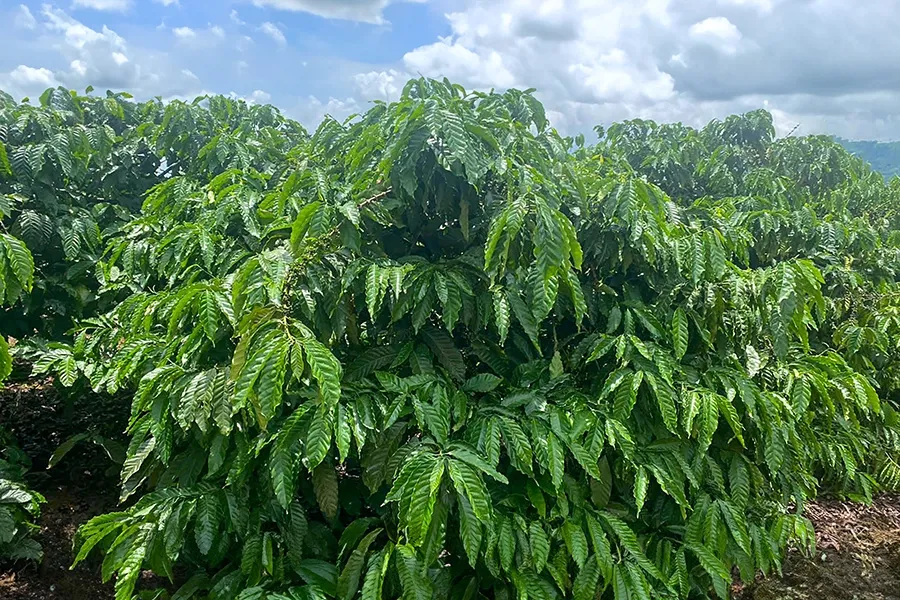 Kỹ thuật nuôi cành hậu bị trên cây cà phê