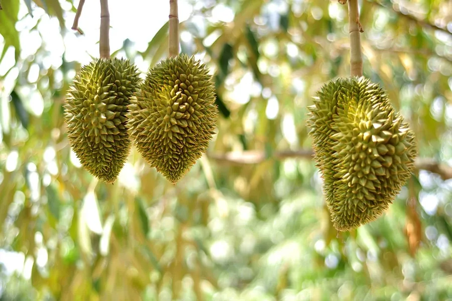 Sầu riêng méo trái