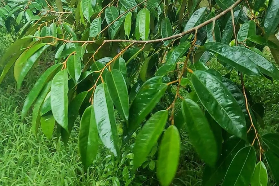 Lá sầu riêng xanh tốt