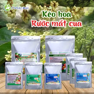 (03) COMBO KÉO HOA: Giúp kéo dài cuống hoa, nở đồng đều, thụ phấn tốt