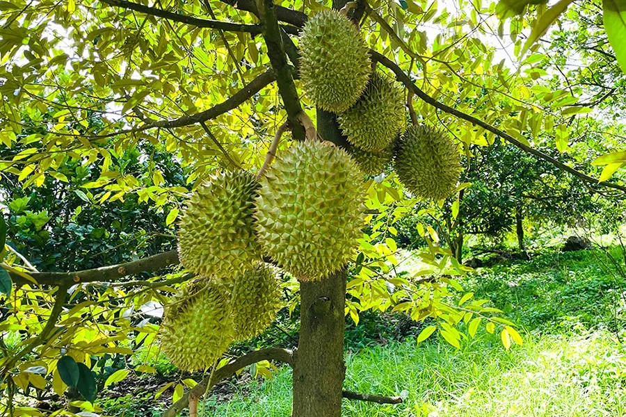 Xử lý tạo mầm hoa sầu riêng nghịch vụ