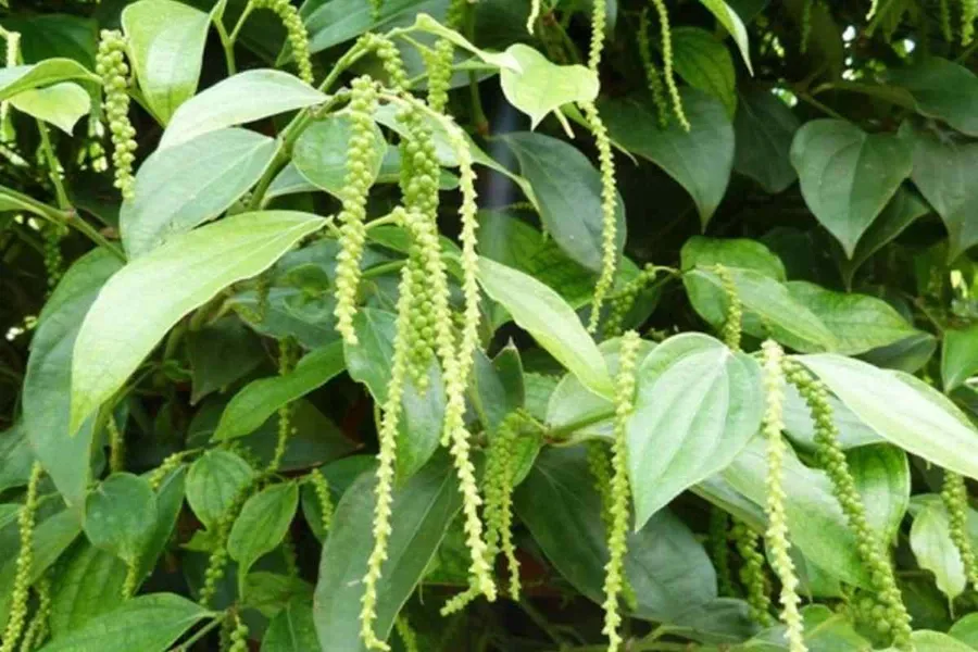 Hồ tiêu giai đoạn nhú cựa