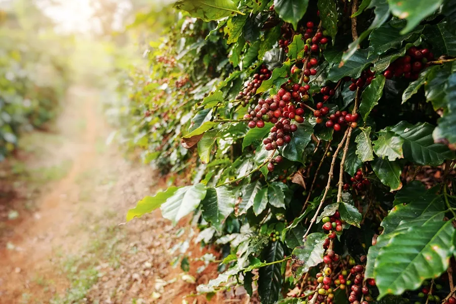 Silicon kết hợp Bio DVS