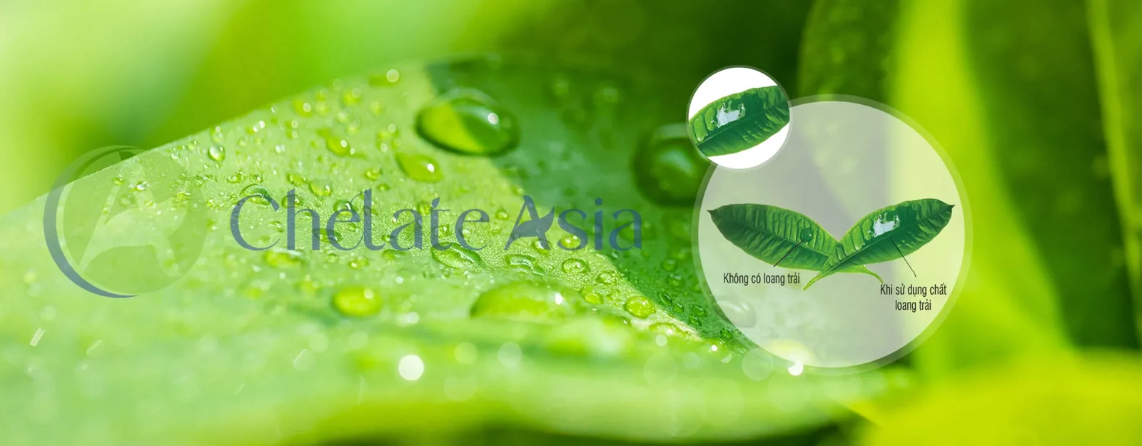 Sử dụng chất loang trải của Chelate Asia