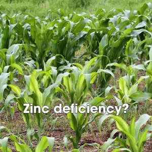 Vi lượng Kẽm Chelate (Zn-EDTA-15) tan hoàn toàn trong nước