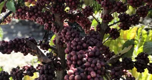 Cành cà phê robusta trĩu quả chín đỏ sẫm vào mùa thu hoạch