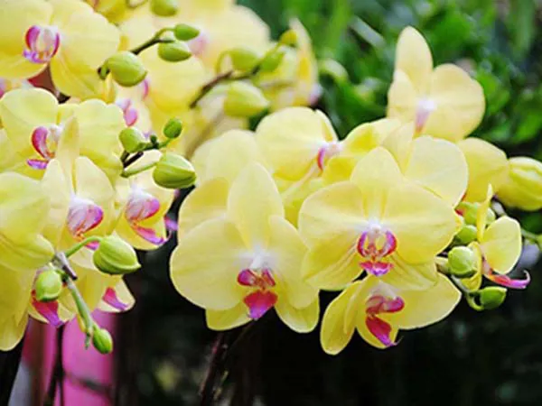 Vitamin B1 đóng vai trò rất quan trong đối với cây hoa phong lan