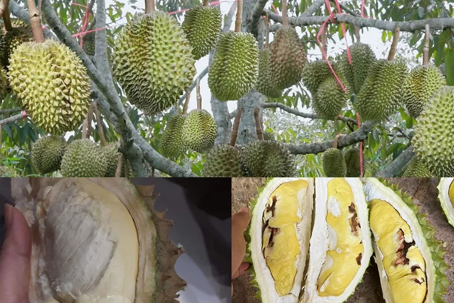 Hạn chế sượng cơm cháy múi trên cây sầu riêng
