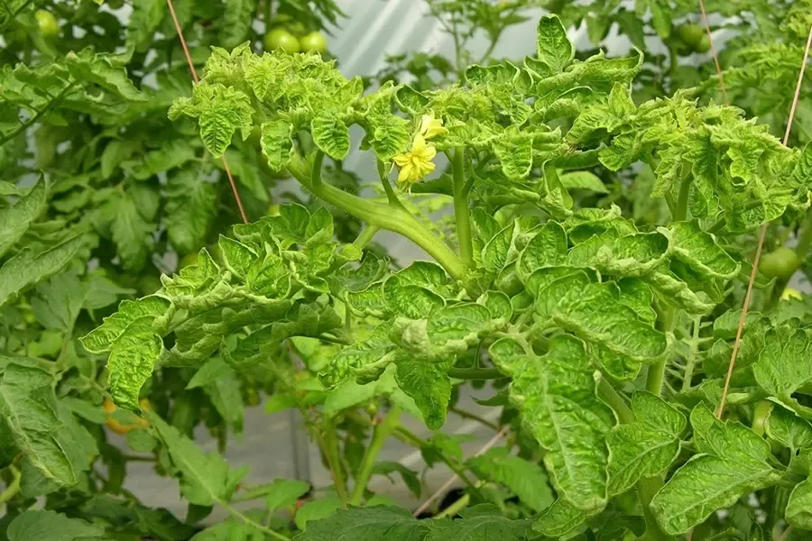 Xoắn lá, biến dạng lá non