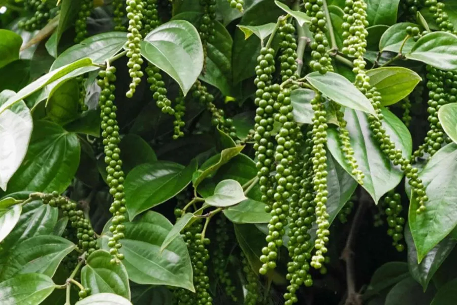 GA3 trên cây hồ tiêu