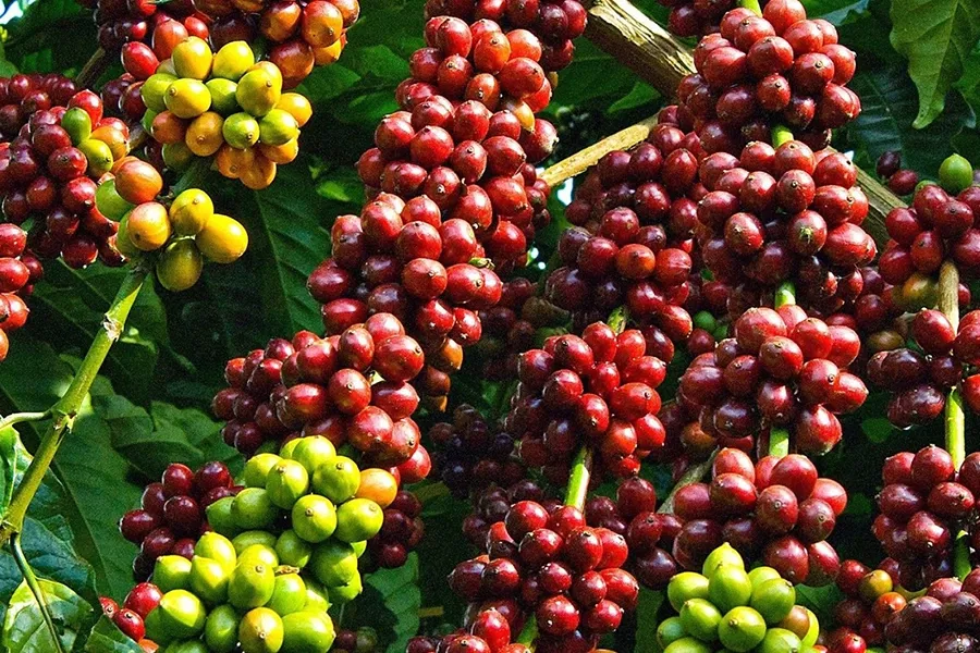 Cà phê hồi phục
