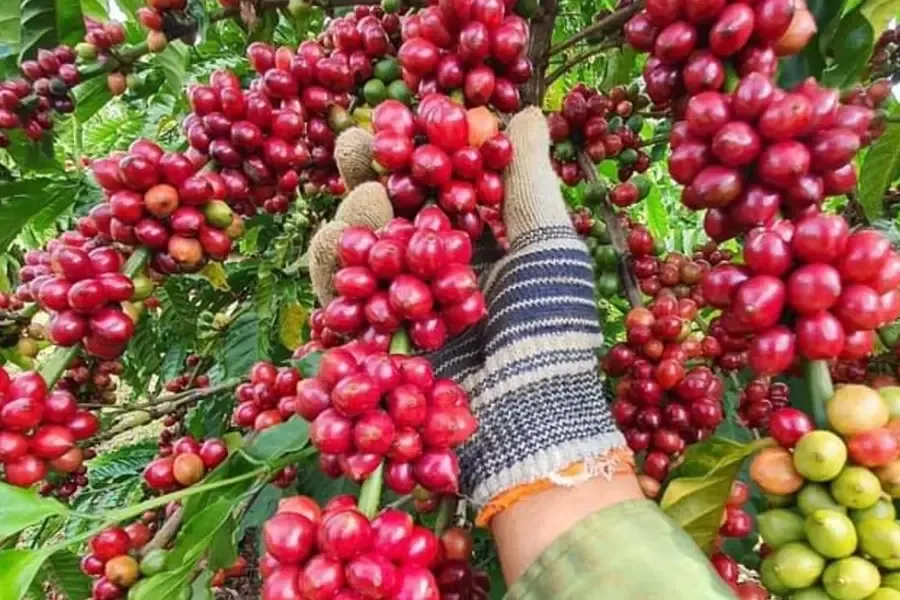 Cà phê đang xanh tốt có nên cắt phân bón không
