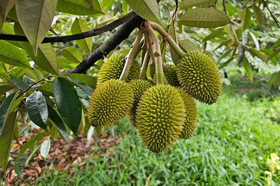 Nuôi trái sầu riêng nên dùi đọt hay chặn đọt