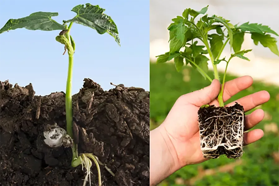 Auxin NAA con dao 2 lưỡi
