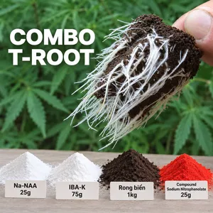 COMBO T-ROOT – Bộ nguyên liệu tham khảo cho công thức hỗ trợ hình thành và phát triển hệ rễ