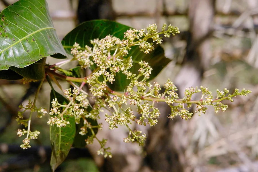 Hoa xoai